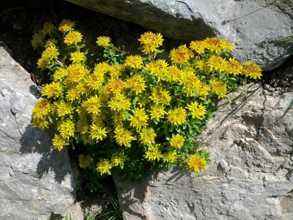 Villa Otto Santa Cristina Val Gardena Eksteriør billede